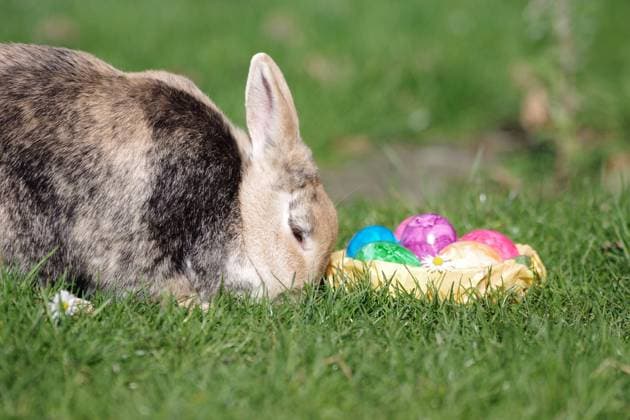 Kaninchen (Oryctolagus cuniculus domestica), Hase, Ostern, Ostereier, Garten, Deutschland, Ein Hauskaninchen sitzt im Gras neben einem Osternest mit Eiern, Europa *** Rabbit Oryctolagus cuniculus domestica , Hare, Easter, Easter eggs, Garden, Germany, a Domestic rabbits sits at Grass next to a Easter nest with Eggs, Europe Copyright: imageBROKER AnjaxUhlemeyer-Wrona ibxauh10321017.jpg