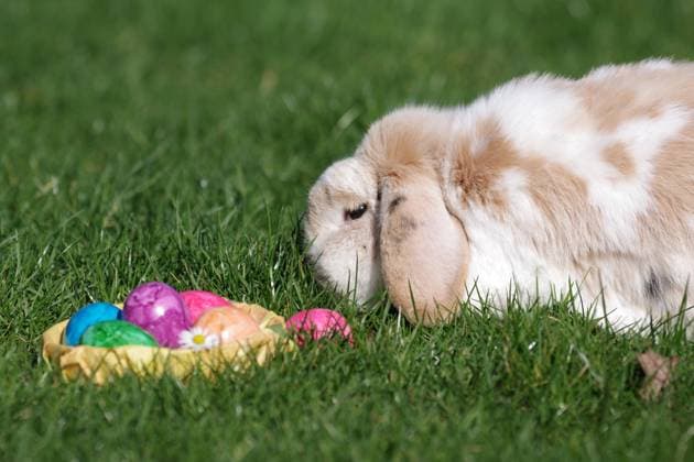 Kaninchen (Oryctolagus cuniculus domestica), Widderkaninchen, Schlappohr, Ostern, Osternest, Garten, Deutschland, Ein Kaninchen mit hängenden Ohren sitzt im Gras neben einem Osternest mit bunten Eiern, Europa *** Rabbit Oryctolagus cuniculus domestica , Aries rabbits, Floppy ear, Easter, Easter nest, Garden, Germany, a Rabbit with hanging Ears sits at Grass next to a Easter nest with colourful Eggs, Europe Copyright: imageBROKER AnjaxUhlemeyer-Wrona ibxauh10321018.jpg