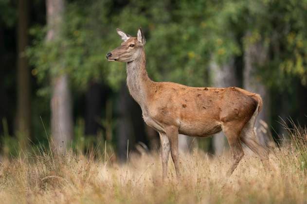  Rothirsch (Cervus elaphus), Hirschkuh, Rottier steht auf einer Waldwiese, captive, Deutschland, Europa *** Red Deer Cervus elaphus , Doe, Rottier is at a Forest meadow, captive, Germany, Europe Copyright: imageBROKER/FrankxSommariva ibxfso10307717.jpg ,model released, Symbolfoto ,property released