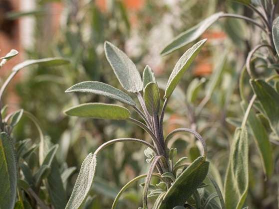  Salbei (Salvia), Blätter, garden, Lüneburg, Lower Saxony, Deutschland, Europa *** Sage Salvia , Leaves, garden, Lüneburg, Lower Saxony, Germany, Europe Copyright: imageBROKER/NicolaixStephan ibxnns10299013.jpg