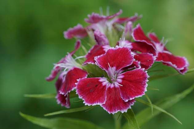  Rote und weiße Blumen in einer Nahaufnahme mit einem unscharfen grünen Hintergrund Bartnelke Dianthus barbatus *** red and Whites Flowers in a Close-up with a fuzzy Greens Background Bartnelke Dianthus barbatus Copyright: imageBROKER/KurtxPraher ibxprk10304921.jpg RECORD DATE NOT STATED
