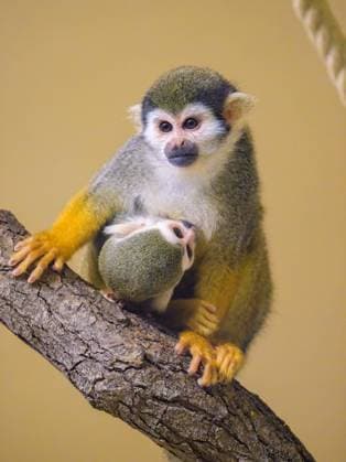 A Guianan squirrel monkey sitting on a branch, mother with child, breast feeding Austria