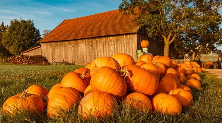 Pumpkins for sale at an open-air sales stand on an autumn or indian summer day at Bavaria, Germany _MG_3526