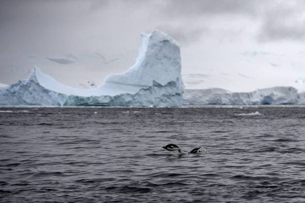 ANTARCTIQUE PORT LOCKROY PHOTOPQR VOIX DU NORD PIERRE ROUANET ; 27 02 2024 ; Antarctique, le 27 02 2024. Croisiere dite d expedition vers le continent blanc, la peninsule Antarctique (continent austral, pole sud, Antarctica, south pole, glace, banquise, Iceberg), au dela du cercle polaire, par l operateur touristique francais Exploris (membre de l IAATO tourisme responsable). Deuxieme jour sur la peninsule Antarctique. Port Lockroy, ancienne base scientifique britannique, sur la Terre de Graham. Manchots papou. PHOTO PIERRE ROUANET LA VOIX DU NORD Feb 2024 So-called expedition cruise to the white continent, the Antarctic peninsula (southern continent, south pole, Antarctica, south pole, ice, pack ice, Iceberg), beyond the polar circl  Copyright: xPHOTOPQR VOIXxDUxNORD MAXPPPxPIERRExROUANETx 20240311VDN5374 20240311VDN5374