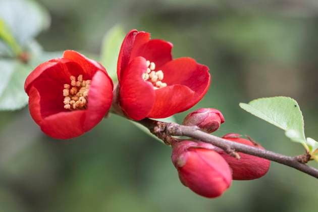  Japanische Zierquitte (Chaenomeles Japonica), Emsland, Niedersachsen, Deutschland, Europa *** Japanese Zierquitte Chaenomeles japonica , Emsland, Lower Saxony, Germany, Europe Copyright: imageBROKER/ErhardxNerger ibxenh10330852.jpg