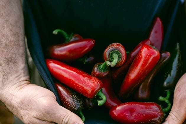 Creative Highlights Symbolbilder Red, ripe jalapeno chilis in Mexico Concordia, Sinaloa, Mexico R_HVJM240311-1366137-01 ,model released, Symbolfoto