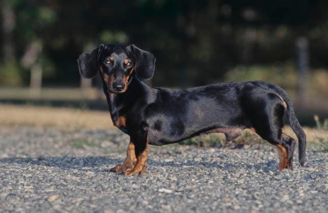 Dachshund in gravel  Copyright: xx 6090-19943500