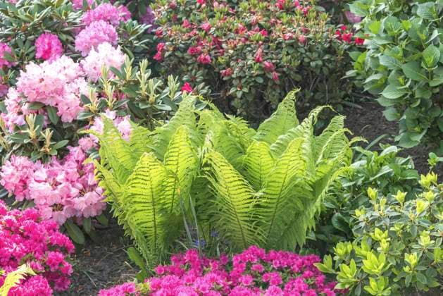 Europaeischer Straussenfarn, Deutscher Straussenfarn, Straussenfarn, Straussfarn, Trichterfarn, Becherfarn (Matteuccia struthiopteris), im Garten zwischen Rhododendron European Ostrich Fern, Ostrich Fern (Matteuccia struthiopteris), in garden among Rhododendron, Europe, Bundesrepublik Deutschland BLWS705611 *** european Ostrich fern, German Ostrich fern, Ostrich fern, Ostrich fern, Funnel fern, becherfarn Matteuccia struthiopteris , at Garden between Rhododendron European Ostrich Remote, Ostrich far Matteuccia struthiopteris , in Garden among Rhododendron, Europe, Federal Republic Germany BLWS705611 Copyright: xblickwinkel McPHOTO H.-R.xMuellerx