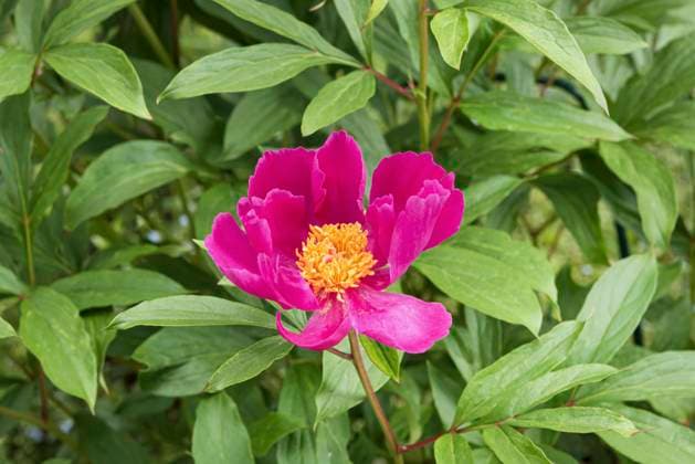 Pfingstrose, Medicineman (Paeonia officinalis Medicineman , Paeonia officinalis Medicineman), Bluete der Sorte Medicineman paeony (Paeonia officinalis Medicineman , Paeonia officinalis Medicineman), flower of cultivar Medicineman, Bundesrepublik Deutschland BLWS705621 *** Peony, Medicineman Paeonia officinalis Medicineman , Paeonia officinalis Medicineman , Bluete the Variety Medicineman paeony Paeonia officinalis Medicineman , Paeonia officinalis Medicineman , Flower of cultivar Medicineman, Federal Republic Germany BLWS705621 Copyright: xblickwinkel McPHOTO H.-R.xMuellerx