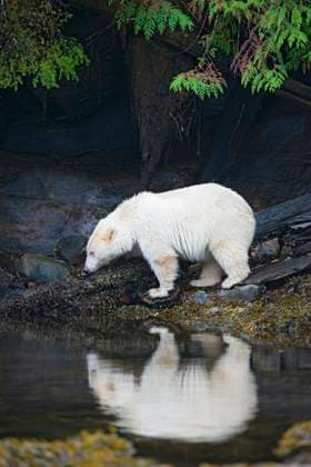 Creative Highlights World Spirit bear (Ursus americanus kermodei) foraging in the intertidal zone, Great Bear Rainforest, British Columbia central coast, Canada  Copyright: x xAllxCanadaxPhotosx 1990-12358196