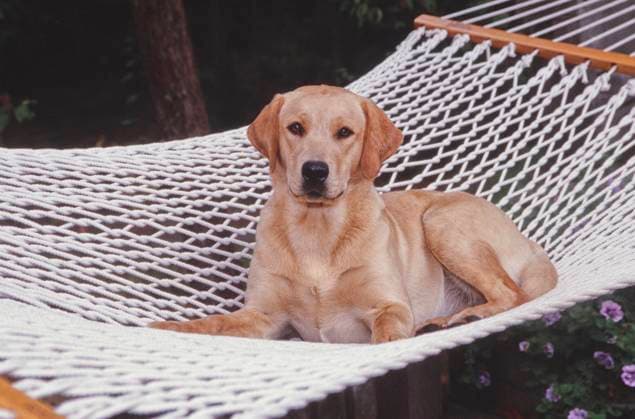 Lab laying in hammock  Copyright: xx 6090-19978473