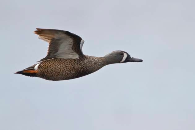 Creative Highlights World Blue-winged Teal (Anas discors)  Copyright: x AllxCanadaxPhotosx 1990-39676