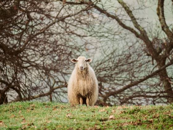 Creative Highlights World A solitary sheep with a thick fleece stands on a lush hillside at the coloured cliffs of Jaizkibel in Gipuzkoa, Spain, offering a serene pastoral scene. Model Released HodeiUnzueta_ID19812_587690_016 Copyright: xHodeixUnzuetax