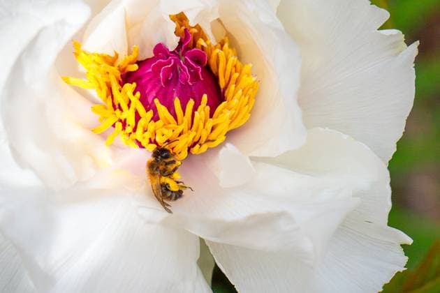 A diligent bee gathers pollen from the vibrant yellow stamens of a white peony in full springtime bloom. Model Released HodeiUnzueta_ID20043_593273_022 Copyright: xHodeixUnzuetax