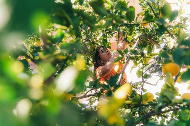 IMAGO Creative: Sommer, Sommertage im Garten A woman in an orange top reaches for ripe lemons among lush green leaves in a sunny home garden, capturing the essence of sustainable living. Model Released IvanAcedo_ID19642_582295_003 Copyright: xIvanxAcedox RECORD DATE NOT STATED
