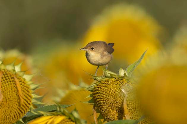Teichrohrsänger (Acrocephalus scirpaceus), Altvogel auf einer blühenden Sonnenblume im Sommer, England, Großbritannien, Europa *** Reed-Warbler Acrocephalus scirpaceus , Altvogel at a flourishing Sunflower at Summer, England, Great Britain, Europe Copyright: imageBROKER KevinxSawford ibxksa10338143.jpg