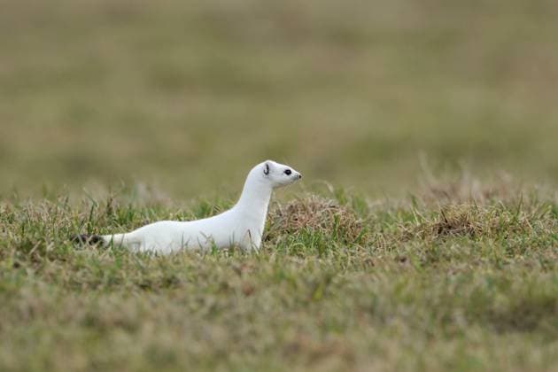 auf der Jagd... Hermelin ( Mustela erminea ) im weißen Winterfell auf einer Weide, Wiese, heimische Tierwelt, Natur *** on the hunt... Ermine Stoat ( Mustela erminea ) in white winter coat on a pasture, meadow, native animal, wildlife, Europe. Nordrhein-Westfalen Deutschland, Europa