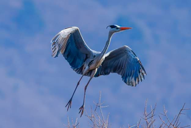 Creative Highlights World SHENYANG, CHINA - MARCH 17: Grey heron flies at Wazigou scenic area on March 17, 2024 in Shenyang, Liaoning Province of China. Grey herons return to Wazigou scenic area as temperature warms up.  Copyright: xVCGx 111486181653