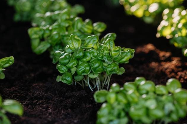 IMAGO Creative: Garten, Anbau im Hochbeet Young sprouts of basil in a raised bed. Young plants of great basil. Young sprouts of basil in a raised bed. Young plants of the great basil. model released