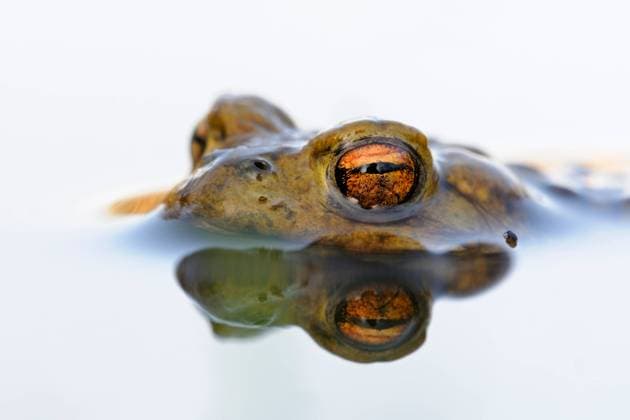 Creative Highlights World Krötenaugen... Erdkröte ( Bufo bufo ), männliche Kröte wartet im Laichgewässer auf paarungsbereites Weibchen, hält Ausschau, treibt im Wasser, heimische Amphibien, Lurche, Kröten, Natur *** Common Toad Erdkroete ( Bufo bufo ) while spawning season, floats on white colored water surface; waiting for its mate. Nordrhein-Westfalen Deutschland, Westeuropa