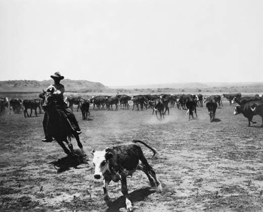 COWBOYS, 20th CENTURY. Cutting off a calf from the herd. Photographed by Erwin Evans Smith (1886-1947).  Copyright: xGRANGERx xGRANGERx 0002591