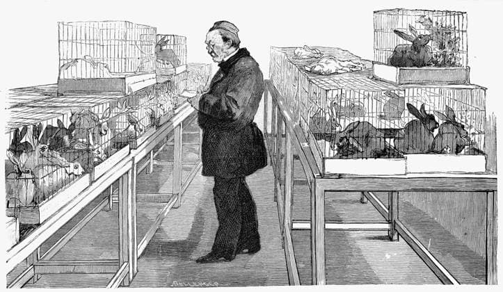LOUIS PASTEUR (1822-1895). French chemist and microbiologist. Pasteur in his laboratory developing his treatment for hydrophobia and rabies. Wood engraving, French, 1884.  Copyright: xGRANGERx xGRANGERx 0003410