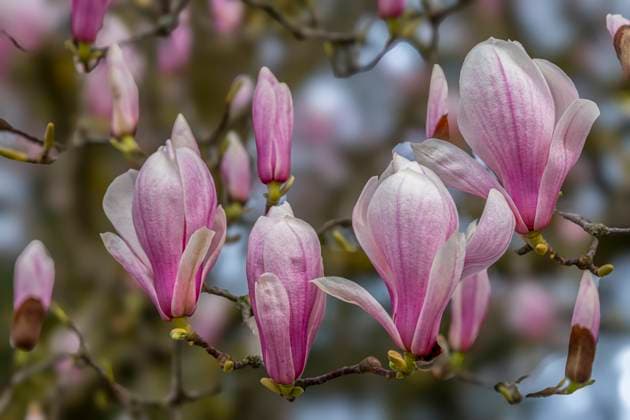 Creative Highlights World Blüten einer Magnolie (Magnolia), Tulpen-Magnolie (Magnolia Ã—soulangeana), Magnolienblüte Offenbach am Main Hessen Deutschland *** Blossoms of a Magnolia Magnolia , Tulips Magnolia Magnolia Ã-soulangeana , Magnolia blossom Offenbach am Main Hessen Germany