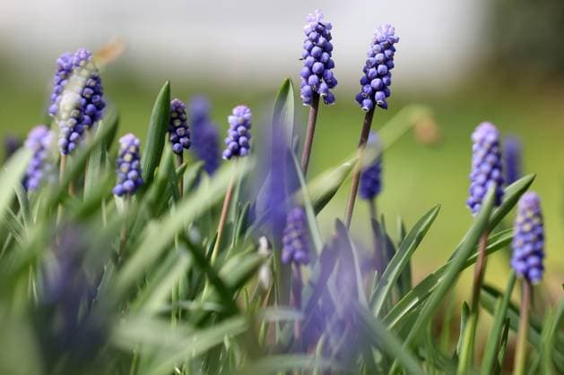 News Themen der Woche KW12 News Bilder des Tages Ein sonniger Nachmittag im Siegerland. Traubenhyazinthen bluehen (blühen) in einem Garten in Siegen. Winter im Siegerland am 19.03.2024 in Siegen Deutschland. *** A sunny afternoon in Siegerland Grape hyacinths blooming in a garden in Siegen Winter in Siegerland on 19 03 2024 in Siegen Germany