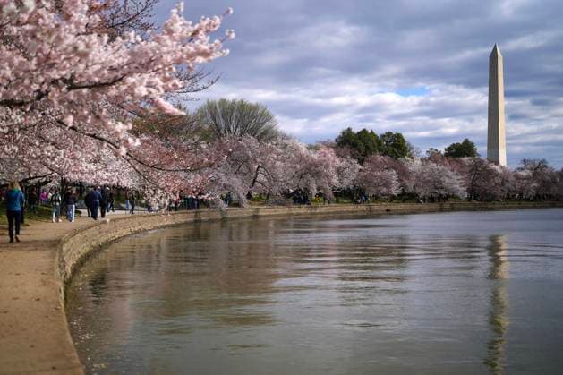 Bilder des Jahres 2024, News 03 März News Themen der Woche KW12 News Bilder des Tages People walk along the Tidal Basin as cherry blossom trees are in bloom on Tuesday, March 19, 2024 in Washington, DC. The National Park Service announced the removal of approximately 140 cherry trees in order to upgrade the sea wall.  WAP20240319905 LeighxVogel