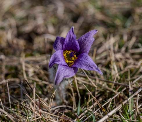 Küchenschelle Pulsatilla vulgaris auf der Schwäbischen Alb *** Küchenschelle Pulsatilla vulgaris at the Swabians Alb Copyright: imageBROKER DasMammut ibxjge10341867.jpg