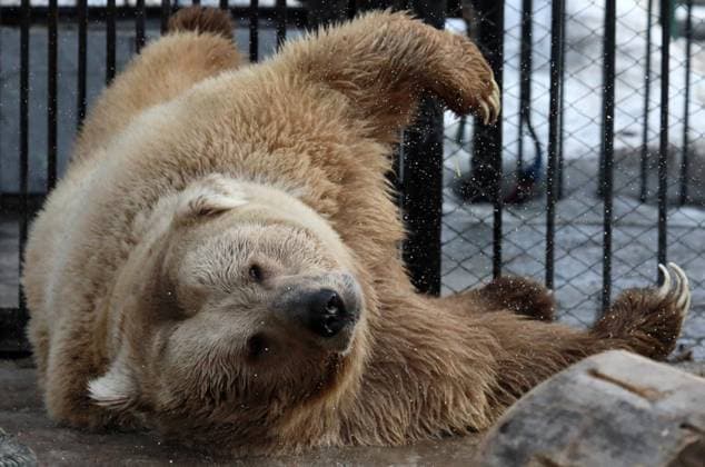 Bilder des Jahres 2024, Entertainment 03 März Entertainment Themen der Woche KW12 Entertainment Bilder des Tages Russia Zoo Bears 8645795 20.03.2024 Tien Shan White Claw bear Pamir is seen in an open-air cage as he wakes up after winter hibernation at the Royev Ruchey Zoo in Krasnoyarsk, Russia. Ilya Naymushin Sputnik Krasnoyarsk Russia  Copyright: xIlyaxNaymushinx