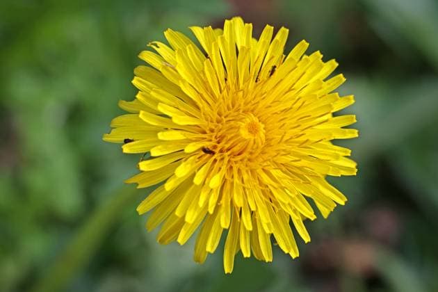Pionierpflanzen zur Blütezeit Die Blüte des gewöhnlichen Löwenzahn *** Pioneer plants at flowering time The flowering of the common dandelion
