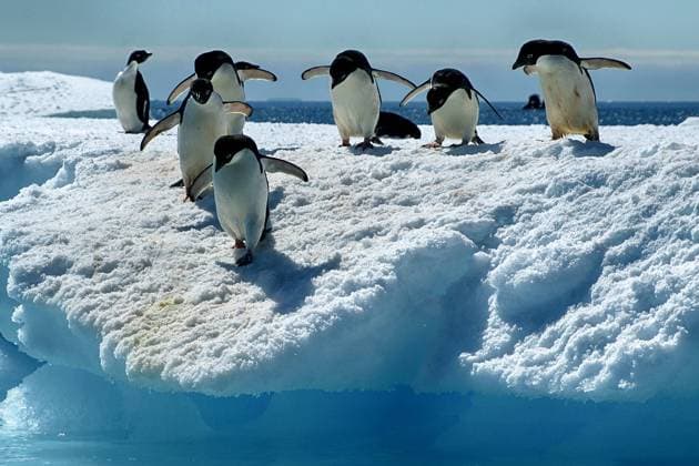 Drei Adeliepinguine in der Antarktis, Wedell Meer, Langschwanzpinguine, (Pygoscellis adeliae), McPKST McPHOTO_WLF_2024_000047 *** Three Adeliepinguine in the Antarctica, Wedell Sea, Long-tailed penguins, Pygoscellis adeliae , McPKST McPHOTO WLF 2024 000047 McPKST