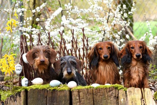 Langhaardackel, Langhaar-Dackel, Langhaarteckel, Langhaar-Teckel, Teckel, Dachshund (Canis lupus f. familiaris), zwei Rauhaardackel und zwei Langhaardackel sitzen nebeneinander in Osterdekoration, Deutschland, NRW Long-haired Dachshund, Long-haired sausage dog, domestic dog (Canis lupus f. familiaris), two wire-haired dachshunds and two long-haired dachshund sitting side by side in easter decoration, Germany, North Rhine-Westphalia BLWS706249 *** Long-haired dachshund, longhair Dachshund, Long-haired dachshund, longhair Dachshund, Dachshund, Dachshund Canis Lupus F familiaris , Two Rauhaardackel and Two Langhaardackel sit side by side in Easter decoration, Germany, NRW Long Haired Dachshund, Long Haired Sausage dog, Domestic Copyright: xblickwinkel D.xMaehrmannx