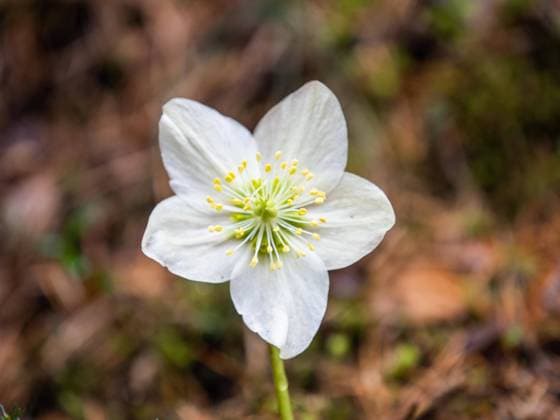 Schneerose (Helleborus niger), bei Tragöß, Steiermark, Österreich, Europa *** Snow Lily Helleborus Niger , at Tragöß, Styria, Austria, Europe Copyright: imageBROKER Karl-HeinzxSchein ibxksc10359222.jpg