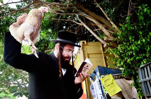 Jewish Life Cycle Rituals - Kaparot Ceremony ASHDOD - SEPTEMBER 15 : Ultra orthodox Jewish man waves a chicken over himself during the Kaparot ceremony held on September 15 2010 in Ashdod Israel. Ashdod Israel EDITORIAL USE ONLY Copyright: xx RafaelxBen-Ari ChameleonsxEyex cewitness090370