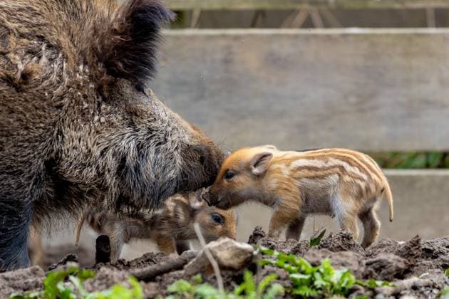 Entertainment Themen der Woche KW12 Entertainment Bilder des Tages Frischlinge im städtischen Wildgatter auf der Waldau am Bonner Venusberg. Derzeit haben laut Stadtförsterei 20 Frischlinge letzte Woche das Licht der Wildschwein Welt erblickt und erkunden neugierig das Wildtiergehege im frei zuänglichen Wildpark. 22.03.2024 Bonn Venusberg NRW Deutschland *** Newborns in the municipal wildlife enclosure on the Waldau on Bonns Venusberg According to the municipal foresters office, 20 newborns were born last week and are curiously exploring the wild animal enclosure in the freely accessible wildlife park 22 03 2024 Bonn Venusberg NRW Germany Copyright: xBonn.digitalx xMarcxJohnx