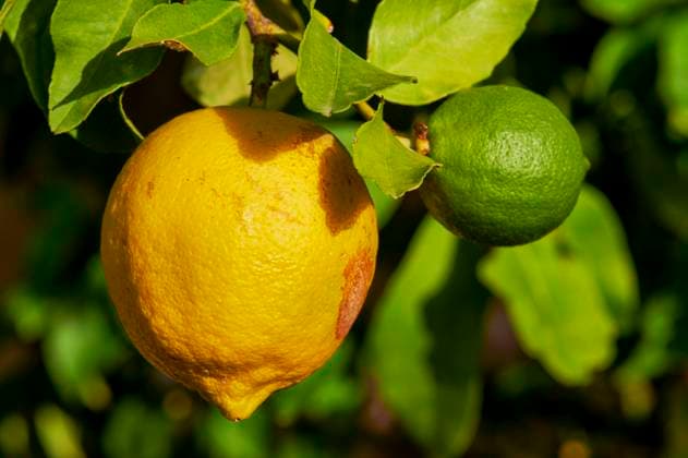 RECORD DATE NOT STATED Lemons Organic lemons from south-eastern France. Untreated lemons have defects on the peel. They are harvested in summer and winter, according to a two-phase flowering and fruiting schedule. PACA; Var 83 Var Europe; Western Europe; France  Copyright: xGouhouryxB Alpaca Andia.frx 424022