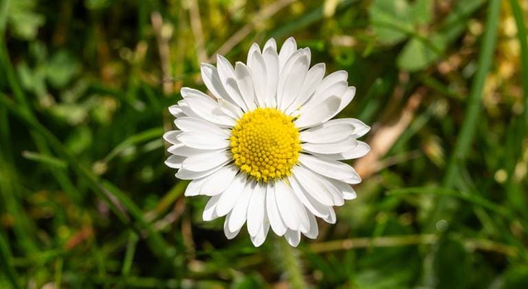 Ein Gänseblümchen wächst in einem Garten bei Sonnenschein. Rottweil Baden-Württemberg Deutschland *** A daisy growing in a garden in the sunshine Rottweil Baden Württemberg Germany