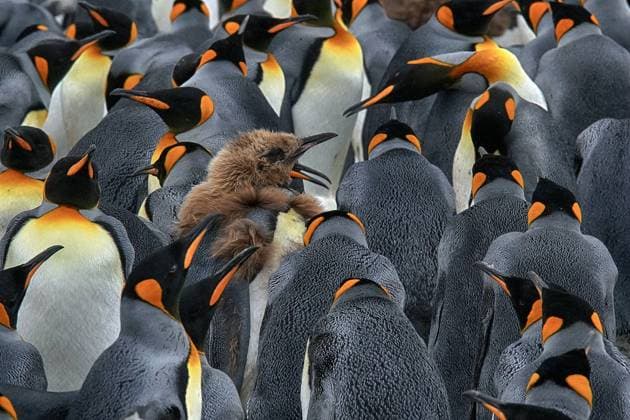 Antarktis, Südgeorgien, Schnee, Eis, Winter, Königspinguin, Pinguine, Grosspinguine, (Aptenodytes patagonicus), Kolonie, Salisbury Plain, Kolonie, McPKST McPHOTO_WLF_2024_000224 *** Antarctica, South Georgia, Snow, Ice, Winter, King penguin, Penguins, Large penguins, Aptenodytes patagonicus , Colony, Salisbury Plain, Colony, McPKST McPHOTO WLF 2024 000224 McPKST