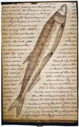 LEWIS & CLARK: FISH, 1800s. Drawing of a white salmon trout by William Clark and his transcription of comments by Meriwether Lewis on a page from Clark s journal of the Lewis and Clark expedition of 1804-1806.  Copyright: xGRANGERx xGRANGERx 0064577