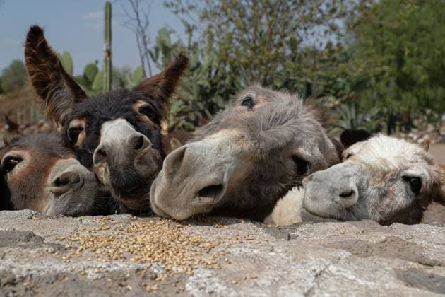 News Themen der Woche KW12 March 21, 2024, Otumba, Mexico: Donkeys are seen in captivity in the Burrolandia Theme Park located in the extreme northwest of the State of Mexico, the burroland sanctuary or better known as Pueblo Magico de los Burros, is dedicated to the protection and care of the Mexican Donkey. on March 21, 2024, Otumba, Mexico. Otumba Mexico - ZUMAe321 20240321_zia_e321_065 Copyright: xEssenexHernandezx
