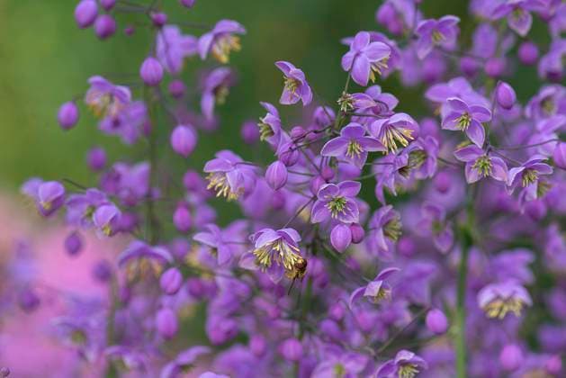 Chinesische Wiesenraute (Thalictrum delavayi), Mecklenburg-Vorpommern, Deutschland, Europa *** Chinese Meadow-rue Thalictrum delavayi , Mecklenburg Western Pomerania, Germany, Europe Copyright: imageBROKER HelmutxMeyerxzurxCapellen ibxmzc10332128.jpg