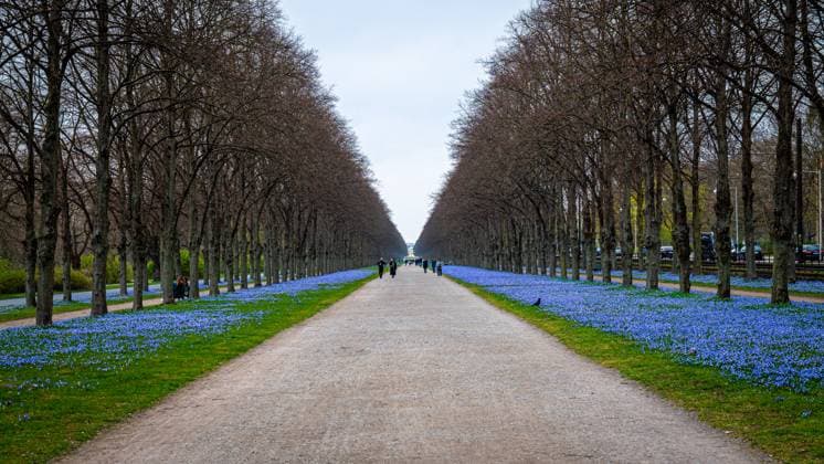 Bilder des Jahres 2024, News 03 März News Themen der Woche KW12 Scilla-Blüten im Georgengarten Zum Frühlingsanfang erblühen die blauen Blüten der Scilla rechts und links der Allee im Georgengarten von Hannover *** Scilla flowers in the Georgengarten At the beginning of spring, the blue flowers of the Scilla blossom to the right and left of the avenue in the Georgengarten in Hanover Copyright: xBerndxGüntherx