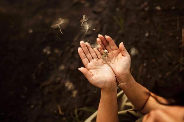 Creative Highlights Symbolbilder Hands of woman holding dandelion seeds model released, Symbolfoto, IEF00559