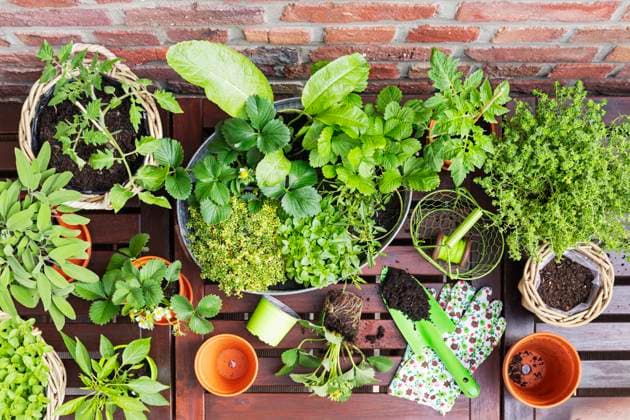 Green herbs cultivated in balcony garden, GWF08000