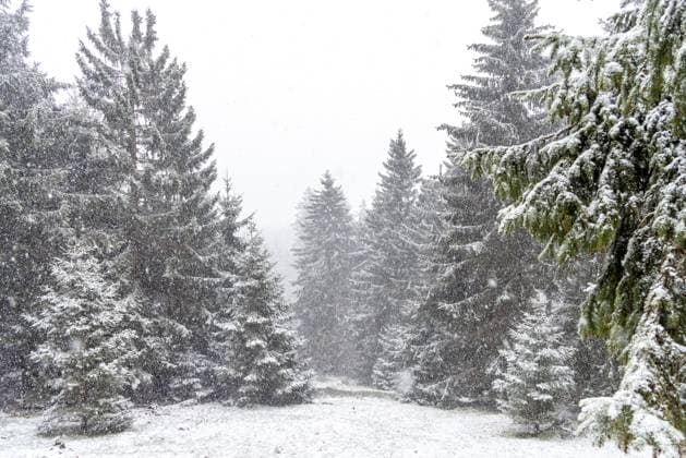 Schneefall im März Bei einem kräftigen Schneeschauer ist die Landschaft rund um den Großen Feldberg im Taunus wieder winterlich mit einer dünnen Schneedecke., Schmitten Hessen Deutschland *** Snowfall in March After a heavy snow shower, the landscape around the Großer Feldberg in the Taunus is once again wintry with a thin blanket of snow , Schmitten Hessen Germany