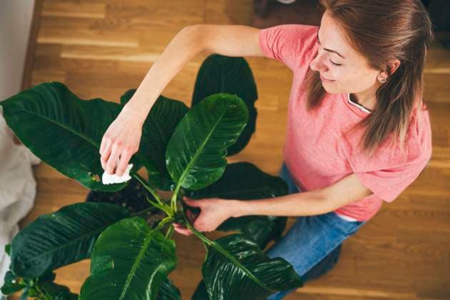 IMAGO Creative, Frühling, Frühjahrsputz Woman cleaning leaves of houseplant at home model released, Symbolfoto, TILF00082