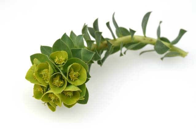 Walzen-Wolfsmilch, Euphorbia myrsinites ist eine schoene Pflanze mit gruenen Blueten. Roller spurge is a beautiful plant with green flowers. Walzen-Wolfsmilch, Euphorbia myrsinites *** Roller spurge, Euphorbia myrsinites is a beautiful plant with green flowers Roller spurge is a beautiful plant with green flowers Roller spurge, Euphorbia myrsinites