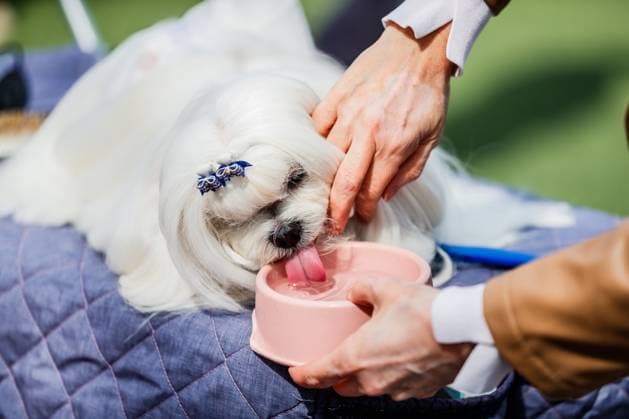 Entertainment Themen der Woche KW12 Entertainment Bilder des Tages CAC Dog show in Split, Croatia Shih Tzu is seen during the CAC Dog show in Split, Croatia, on March 24, 2024. ZvonimirxBarisin PIXSELL